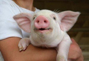 Pig on arm