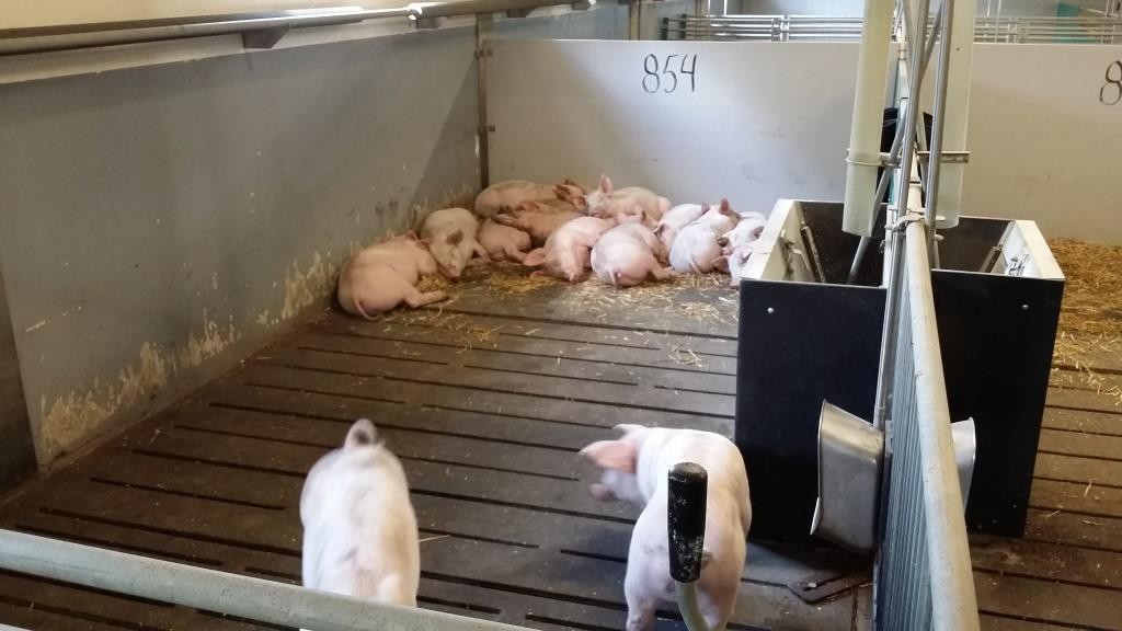 Pigs resting on straw