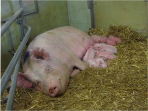 Farrowing sow and piglets on straw (Photo by Rebecka Westin)